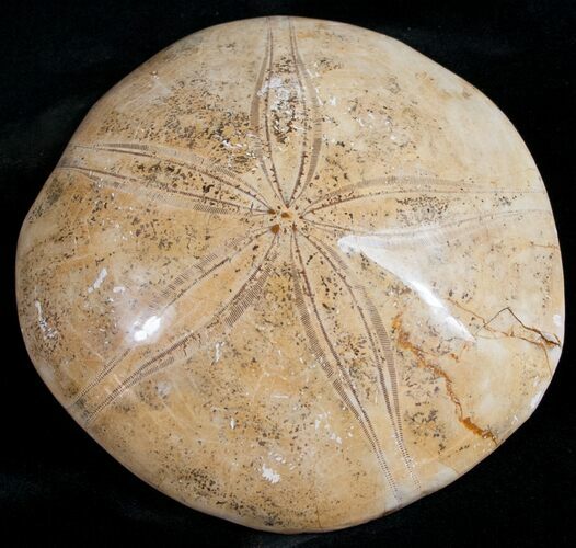 Large, Top Quality Polished Fossil Sand Dollar #11835
